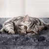 Penkių lygių draskymasis katėms, Pilka 105 cm
