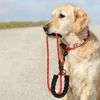 Laisse et Collier pour chien PJ-035 red