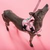 Hundeleine und Geschirr PJ-052 pink S