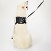 Leash and harness for a dog PJ-059 black L