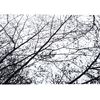 Alfombra de plush Nature 4D Black Trees