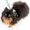 Leash and harness for a dog PJ-049 green XS