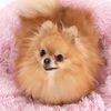 Pet bed PJ-007 PINK S