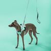 Leash and harness for a dog PJ-053 green S
