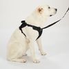 Leash and harness for a dog PJ-063 black XL
