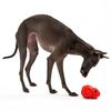 Dog chewing ball PJ-046