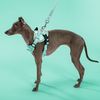 Leash and harness for a dog PJ-057 green  M