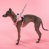 Guinzaglio e pettorina per cane PJ-052 pink S