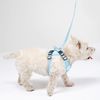 Leash and harness for a dog PJ-054 Blue S