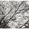 Plyšový koberec Nature 4D Black Trees