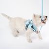 Поводок и шлейки для собаки PJ-054 Blue S
