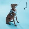 Leash and harness for a dog PJ-058 Blue M
