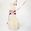 Leash and harness for a dog PJ-060 pink L