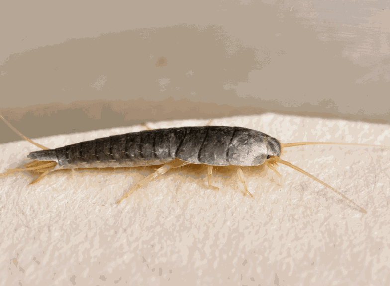 Peixinho-de-prata da casa de banho – como expulsar eficazmente e de vez o convidado indesejado da casa de banho?