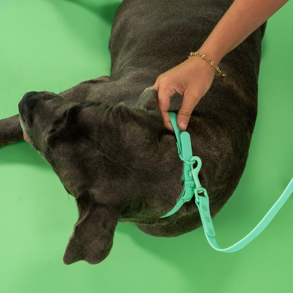 Smycz i obroża dla psa PJ-069 zielona S