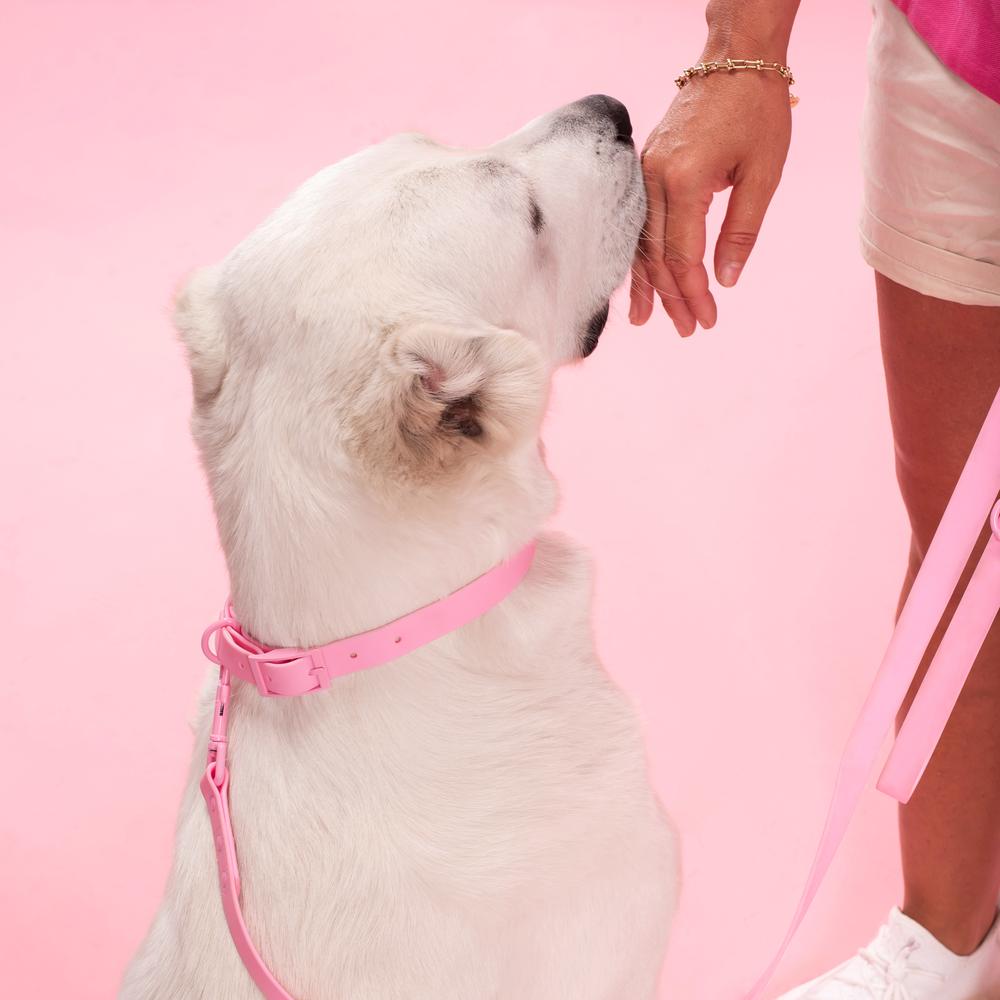 Smycz i obroża dla psa PJ-076 różowa L