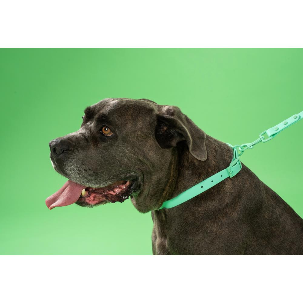Smycz i obroża dla psa PJ-077 zielona L