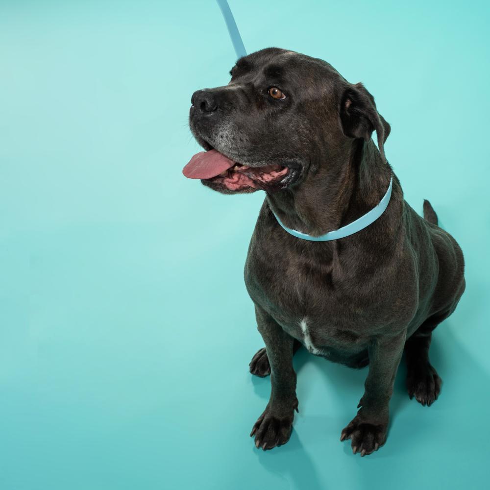 Smycz i obroża dla psa PJ-074 niebieska M