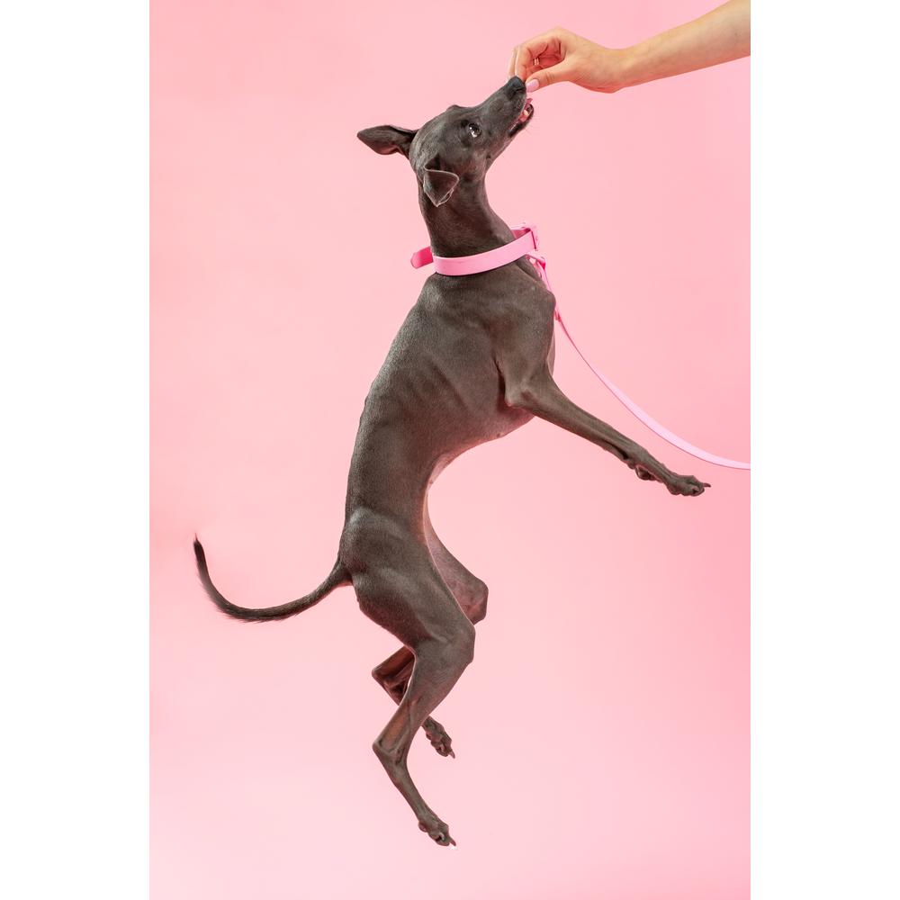 Smycz i obroża dla psa PJ-072 różowa M