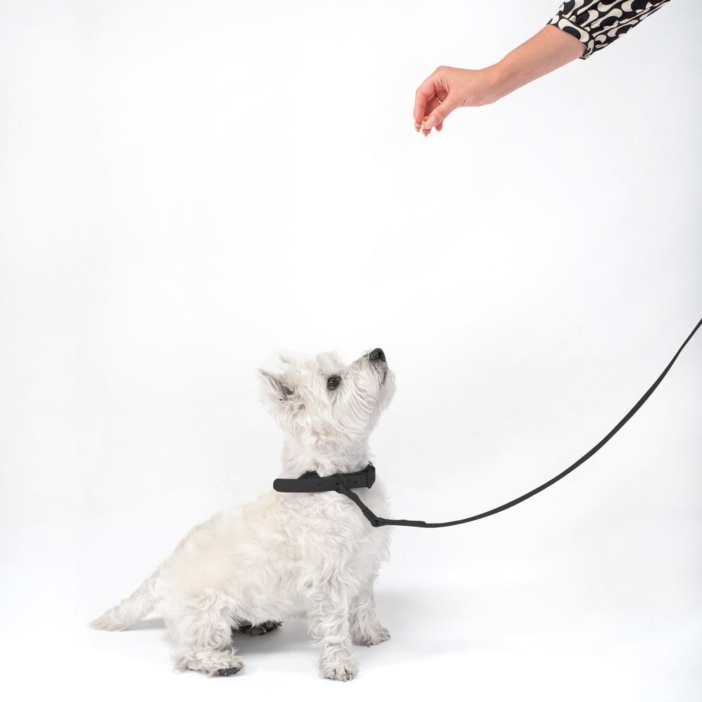 Smycz i obroża dla psa PJ-075 czarna L