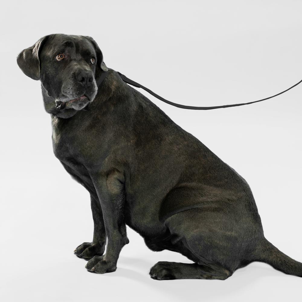 Smycz i obroża dla psa PJ-071 czarna M