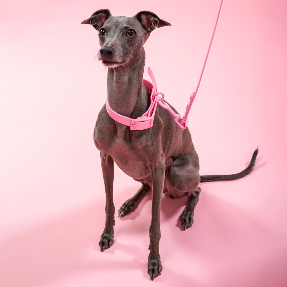 Smycz i obroża dla psa PJ-072 różowa M