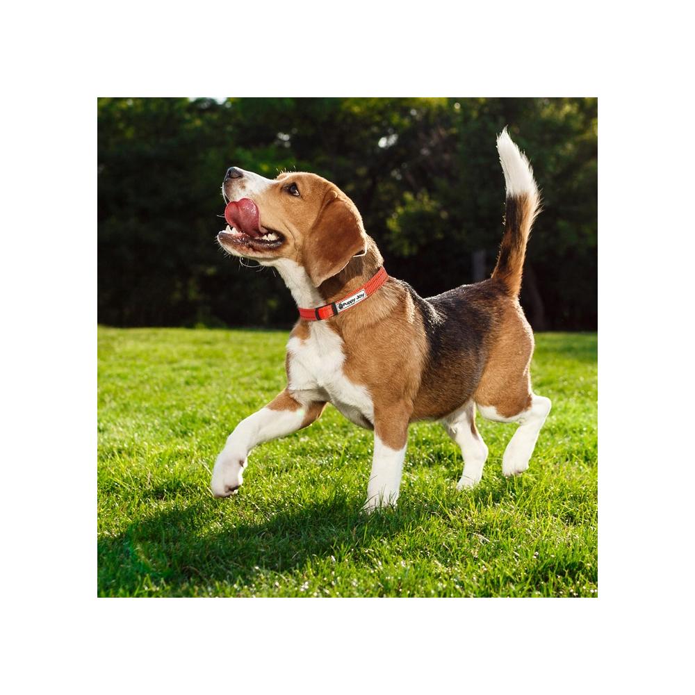 Smycz i obroża dla psa odblaskowa  PJ-035 czerwona