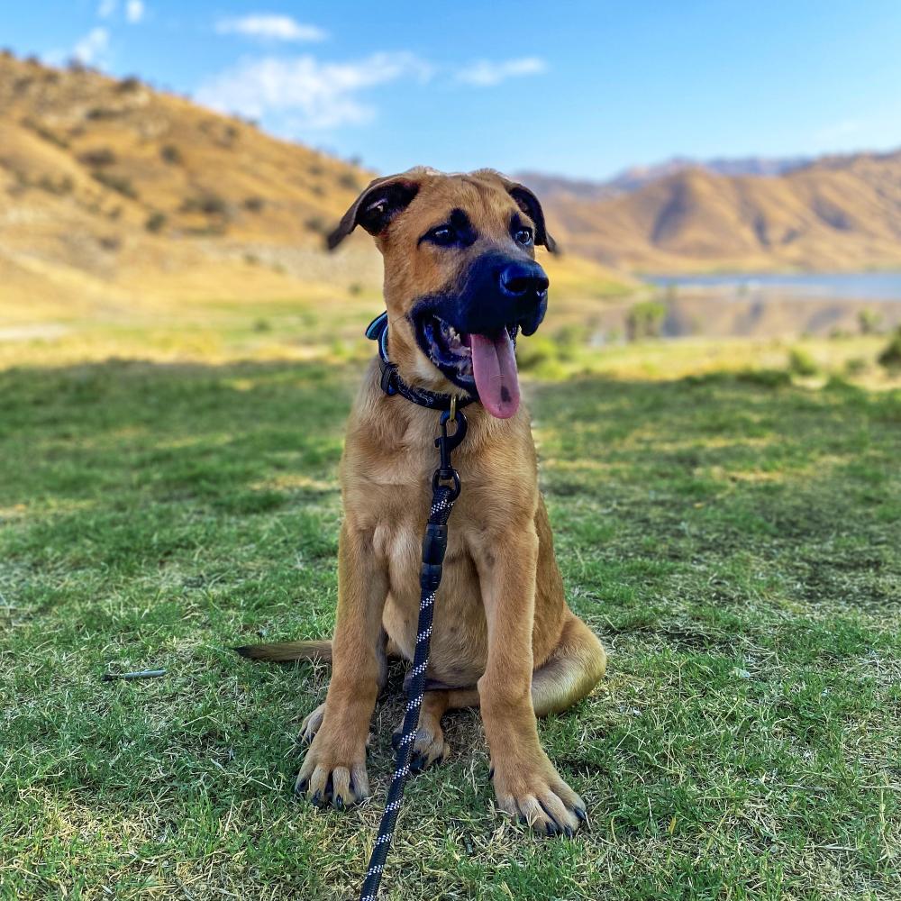 Smycz i obroża dla psa odblaskowa PJ-091 czarna