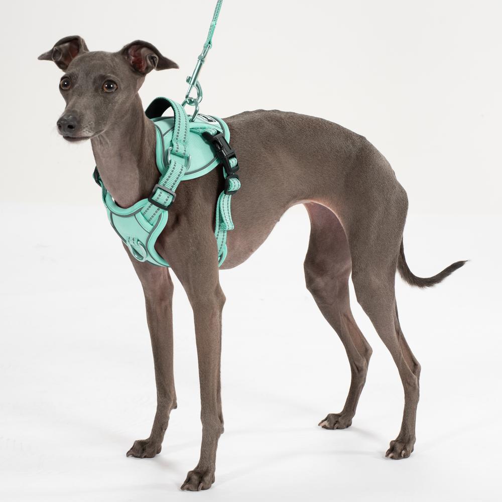 Smycz i szelki dla psa PJ-053 zielona S