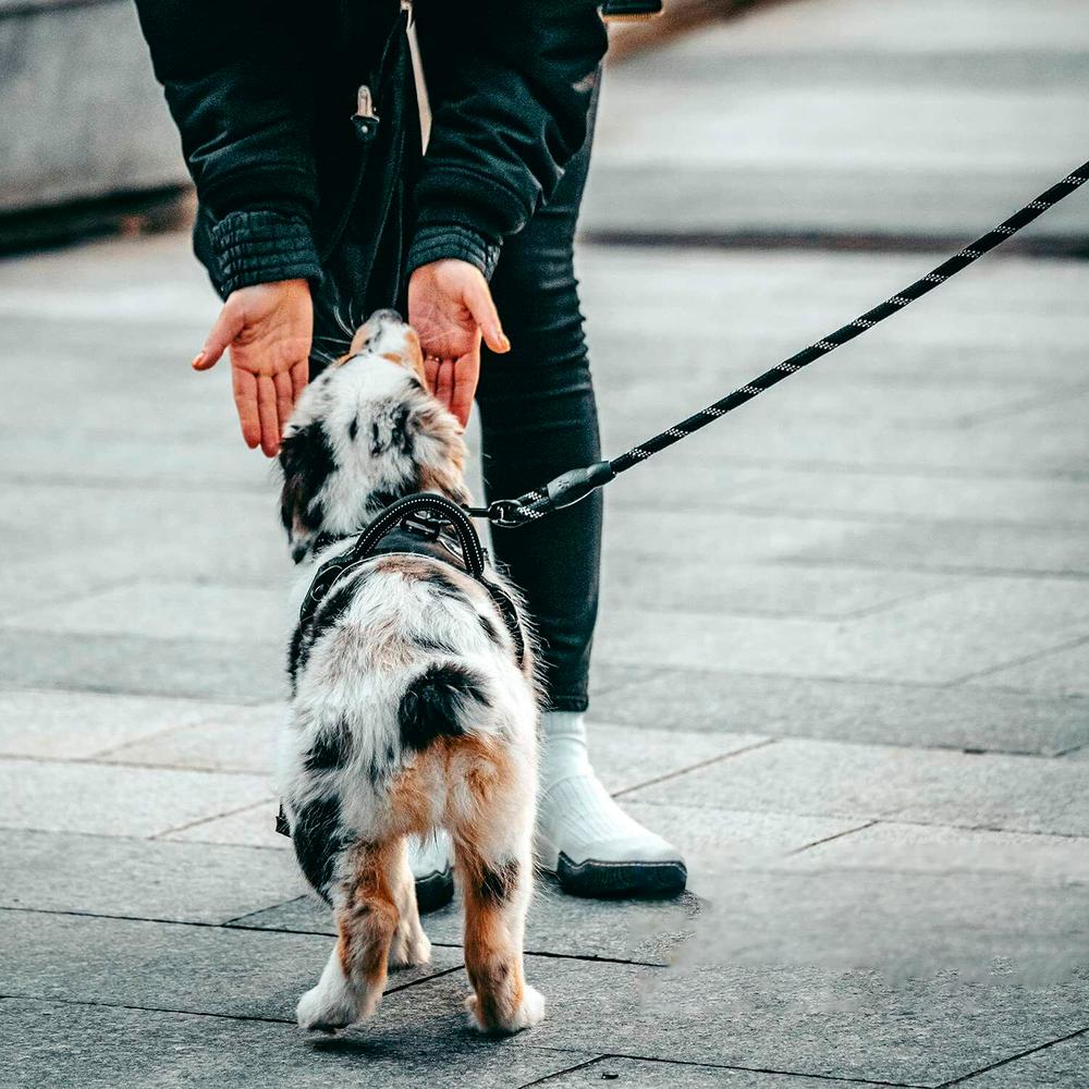 Smycz i obroża dla psa odblaskowa PJ-036 Różowa