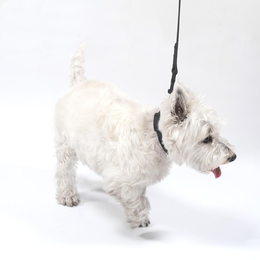 Smycz i obroża dla psa PJ-075 czarna L