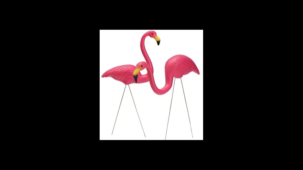 Flamingos 261264