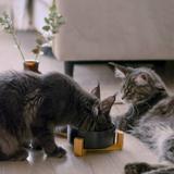 MISKA NA KARMĘ I WODĘ DLA ZWIERZĄT CZARNA 331579