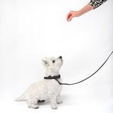 Smycz i obroża dla psa PJ-067 czarna S