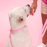 Smycz i obroża dla psa PJ-076 różowa L