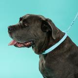 Smycz i obroża dla psa PJ-074 niebieska M