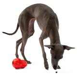 Piłka gryzak dla psa Czerowna PJ-046