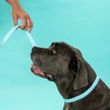 Smycz i obroża dla psa PJ-074 niebieska M