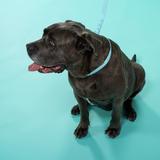 Smycz i obroża dla psa PJ-078 niebieska L