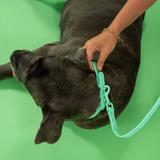 Smycz i obroża dla psa PJ-077 zielona L