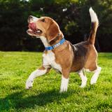 Smycz i obroża dla psa odblaskowa PJ-037 niebieska