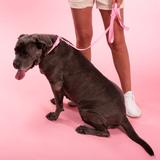 Smycz i obroża dla psa PJ-076 różowa L