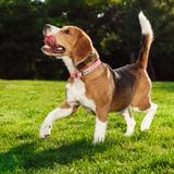 Smycz i obroża dla psa odblaskowa PJ-036 Różowa