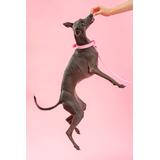 Smycz i obroża dla psa PJ-072 różowa M