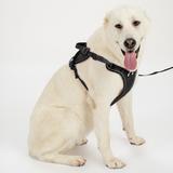 Smycz i szelki dla psa PJ-063 black XL