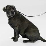 Smycz i obroża dla psa PJ-071 czarna M