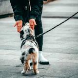 Smycz i obroża dla psa odblaskowa  PJ-035 czerwona