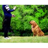 ELEKTRYCZNA OBROŻA TRENINGOWA DLA PSA pj-098