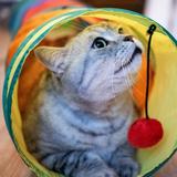 SKŁADANY TUNEL DLA KOTA 331711