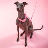 Smycz i obroża dla psa PJ-072 różowa M